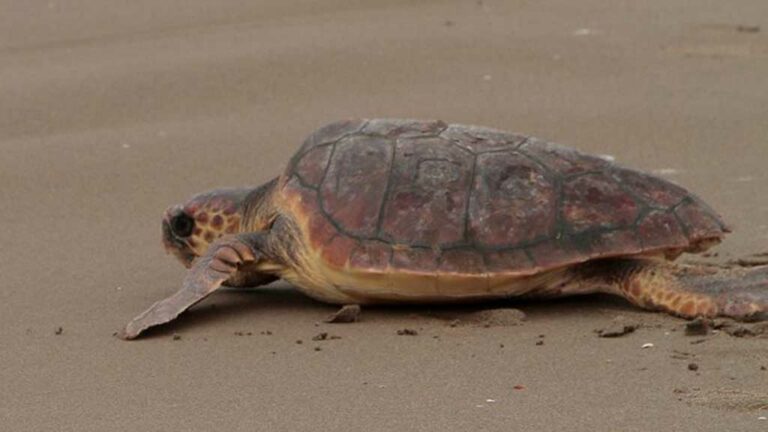 Recuperen el 94% de les tortugues capturades accidentalment a la demarcació de Tarragona