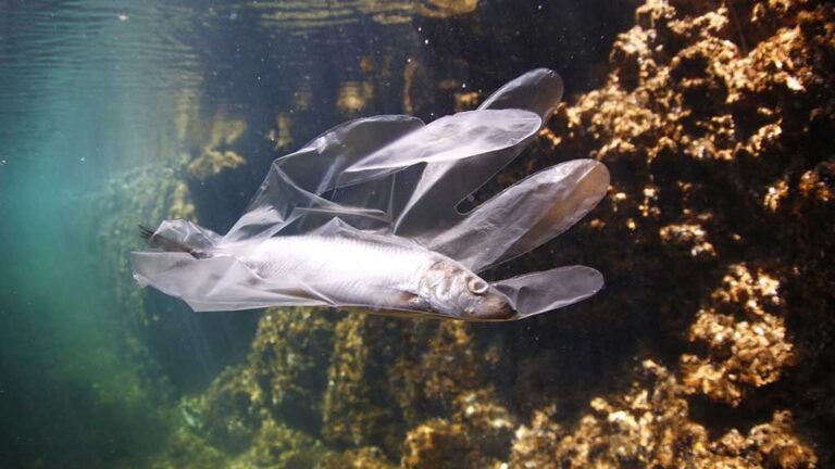 Detecten plastificants en sardines, seitons i lluços del mar Mediterrani