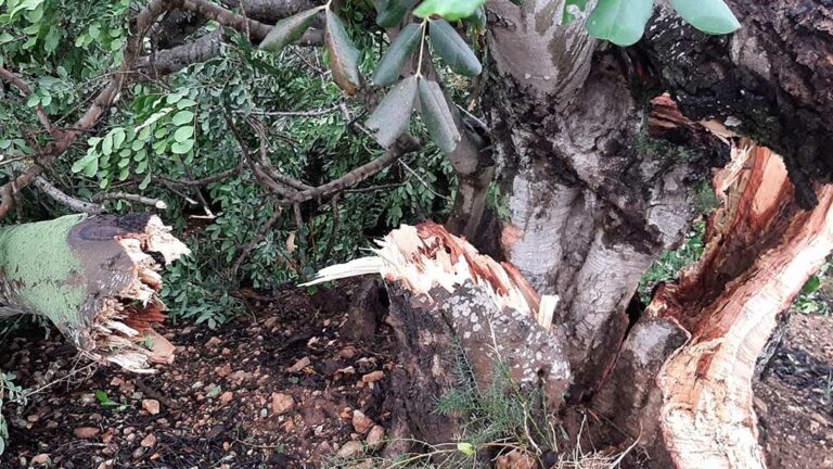 Unió de Pagesos alerta de danys importants de la tempesta d’ahir en olivera i d’afectació als camps d’arròs al Baix Ebre i al Montsià