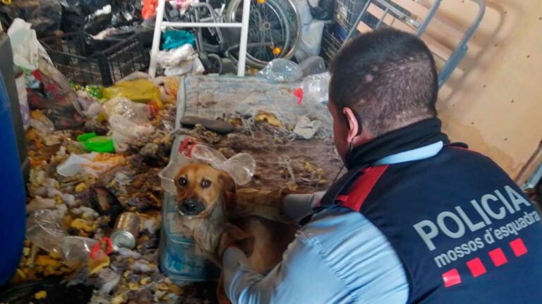 Denunciada la propietària d’un gos al qual tenia  en condicions insalubres en un magatzem d’Amposta