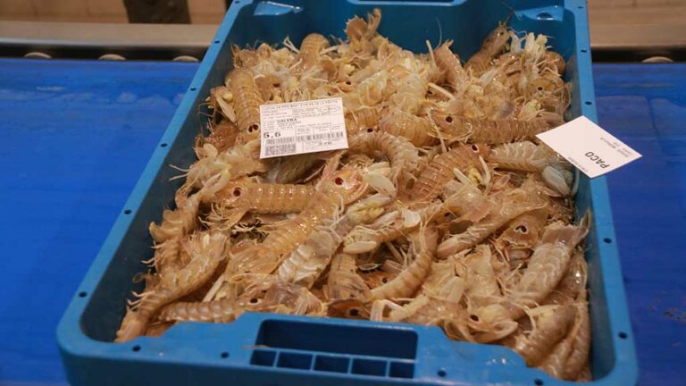 Les captures de cranc blau es mantenen, però doblen el preu a la llotja de la Ràpita a una setmana de Nadal