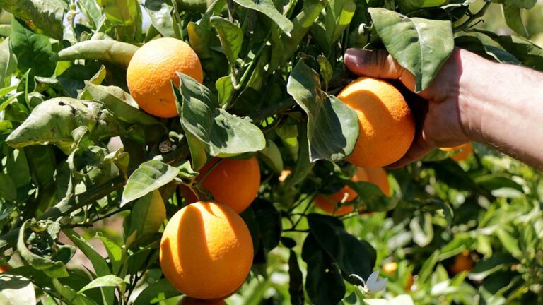 Unió de Pagesos denuncia que el preu de la principal varietat de taronja cau a la meitat respecte a l’any passat