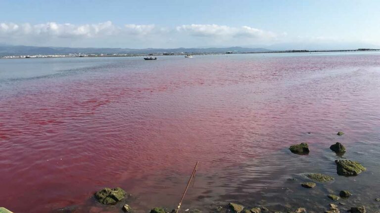 Investigadors de l’IRTA tenyeixen les aigües de reg per estudiar l’impacte de pesticides als cultius del Delta