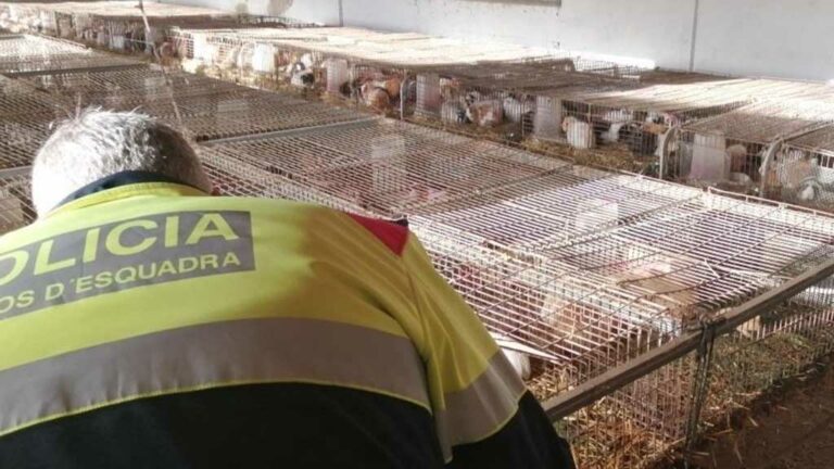 Denuncien la propietària d’una granja il·legal de conills d’Índies a la Sènia