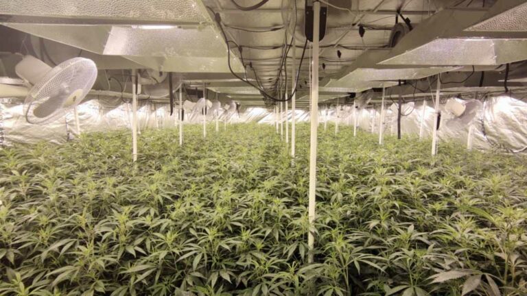 Quatre detinguts per amagar una plantació de marihuana interior de Camarles