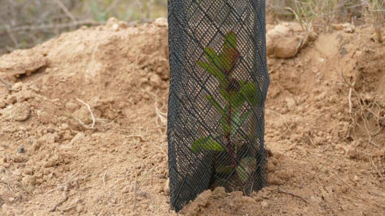 Flix planta 1.800 arbres i arbustos per reforçar la reforestació de la zona incendiada a l’Ermita del Remei