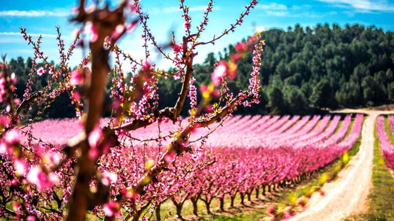 Arriba el temps de flors i patrimoni a Flix