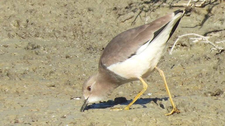 S’observa, per primer cop a la península ibèrica, una Fredeluga Cuablanca des del mirador de MónNatura Delta de l’Ebre
