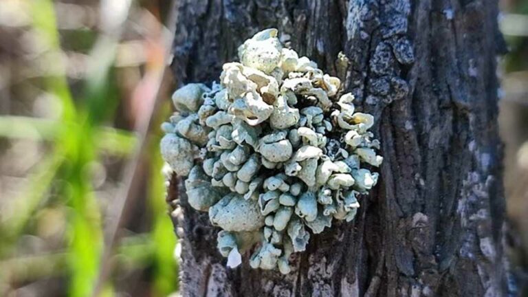 Descobreixen una espècie amenaçada de liquen al Parc Natural del Delta de l’Ebre