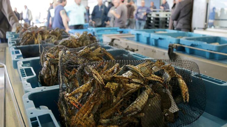 Els pescadors ebrencs treuen més de 5 milions d’exemplars de cranc blau amb un benefici per al sector de 4,5 MEUR