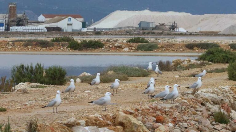 Infosa inverteix 120.000 euros en restaurar zones de cria dels ocells de les salines de la Trinitat