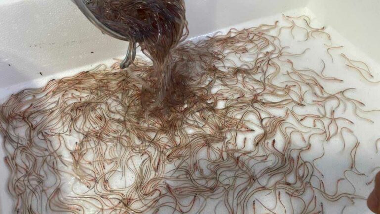 La pesca d’angula al Delta s’estabilitza després de la crisi dels últims anys