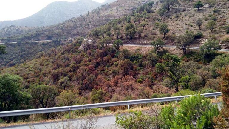 La sequera del 2021 trenca amb dos anys de recuperació als boscos i més de 15.000 hectàrees empitjoren la seva situació