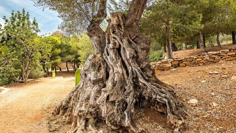 L’espoli d’oliveres monumentals va a la baixa