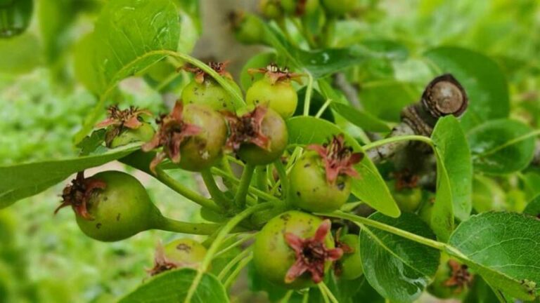 La pedregada de dimecres agreuja les pèrdues de fruita dolça a la Ribera d’Ebre