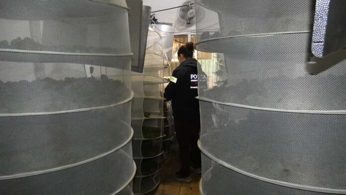 Desmantellen una plantació interior de marihuana amb 200 plantes a Aldover