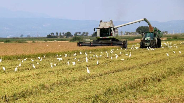 La collita de l'arròs podria augmentar un 4,4% respecte la campanya passada, igualant-se als anys 2019-2022