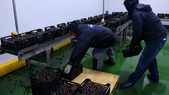 VÍDEO · El sector de la cirera catalana obre el camí de les exportacions al mercat xinès de cara la pròxima campanya
