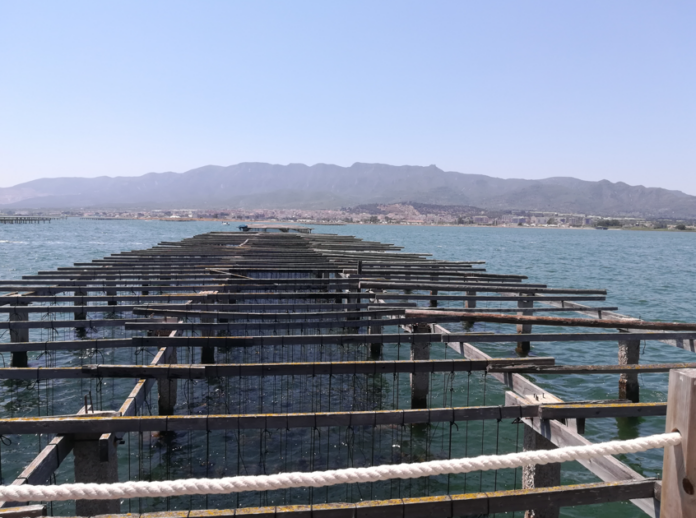 Imatge d’arxiu de les muscleres a la badia dels Alfacs