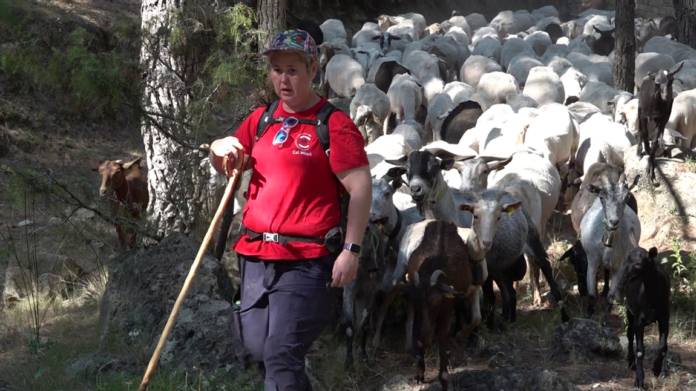 La ramadera paülsenca Tamara Pons porta el seu ramat a pasturar per una zona dels Ports. / Dani Camacho Cugat