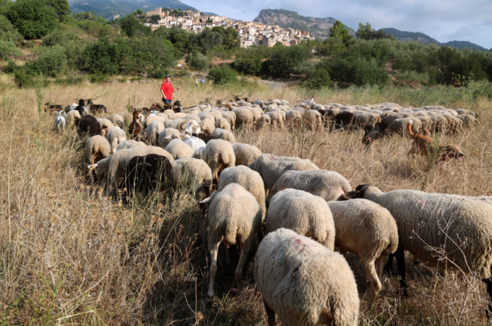 Imatge d’arxiu d’un ramat de cabres pasturant a la zona de Paüls. / ACN
