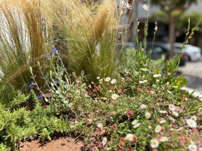 Detall d’un jardí urbà a Amposta