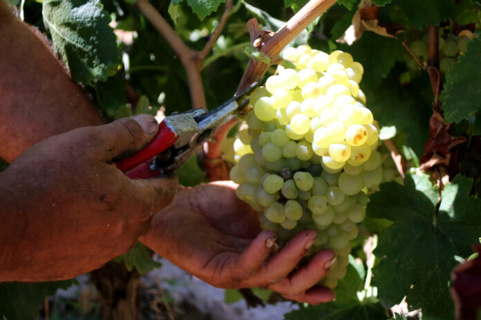 La verema ha començat a la majoria de cellers de la Terra Alta. / ACN
