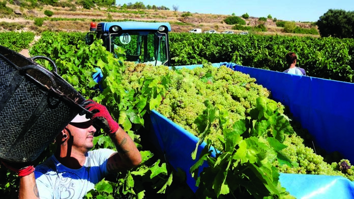 Els viticultors de la Terra Alta pràcticament han finalitzat la verema d’enguany